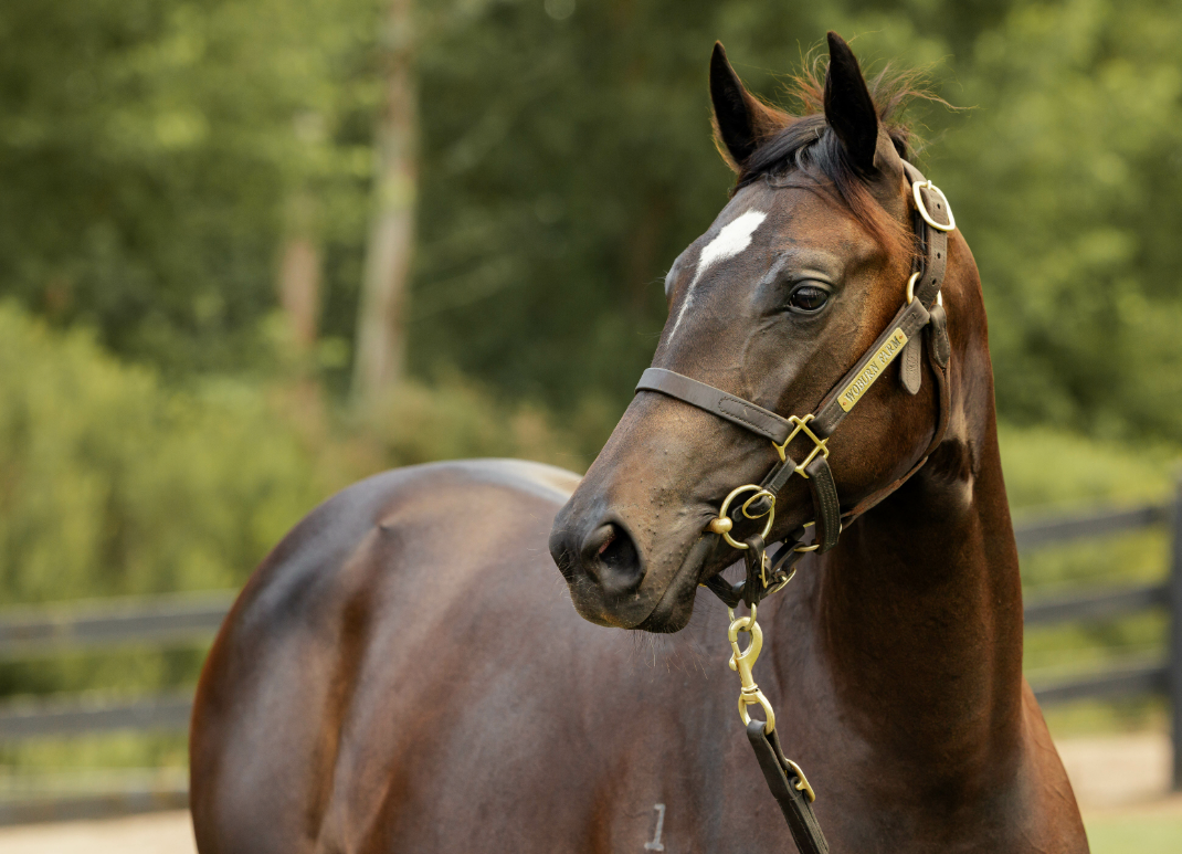 Lot 541 NZB Karaka 2024 Off N Racing   531 Head 